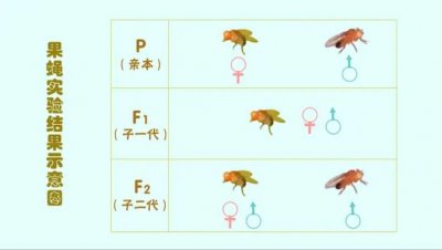 ​以摩尔根果蝇杂交实验为主题的研究性学习