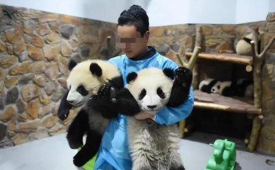 ​网红熊猫饲养员被曝“出轨睡粉”：有一些人，别太离谱了……