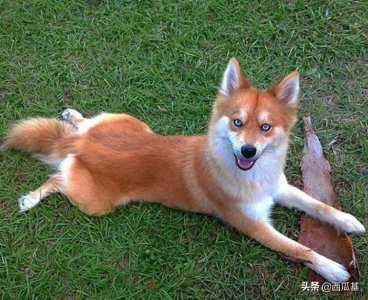 ​只看好纯种狗？你真没见过世面：这十种串串狗，一只比一只更可爱