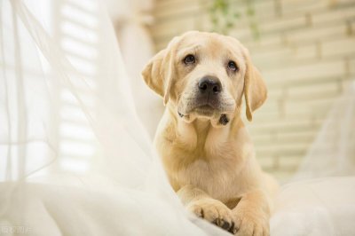 ​老人被狗绳绊倒，为什么要禁养大型犬？因为这几个原因