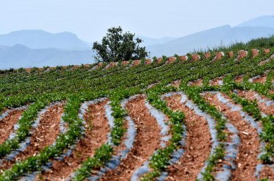 ​挣钱最快的种植项目，4个月收入50万元，亩产6500斤，不愁销路