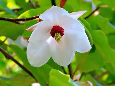 ​龙女花～花瓣洁白丰盈，花蕊深红，高高开于枝头⋯