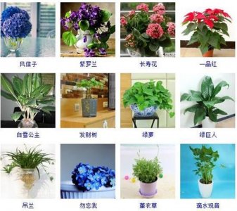 ​96种室内植物图片及名称，室内植物品种大全