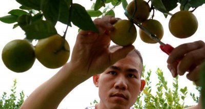 ​广西忻城：皇帝柑成贫困户脱贫致富果