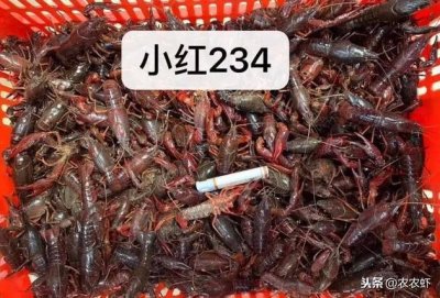 ​各种小龙虾规格，青虾、红虾、浏览对比图！