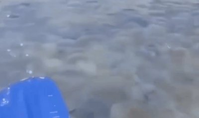 ​乌克兰巨大水母群覆盖海面怎么回事？乌克兰巨大水母群为什么覆盖海面