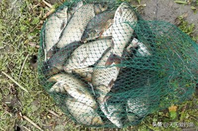 ​春季野钓鲫鱼，4大制胜策略，想要钓鱼多，方法要灵活