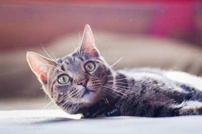 ​猫睡在枕头旁说明什么(猫咪睡床头和床尾的区别)