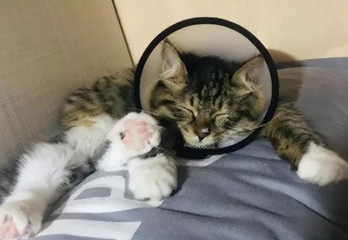 猫睡在枕头旁说明什么(猫咪睡床头和床尾的区别)