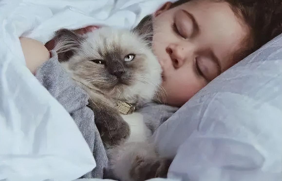 猫睡在枕头旁说明什么(猫咪睡床头和床尾的区别)