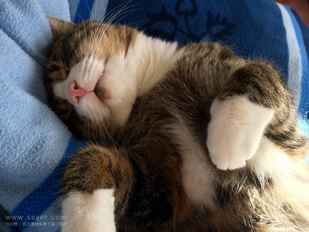 猫睡在枕头旁说明什么(猫咪睡床头和床尾的区别)