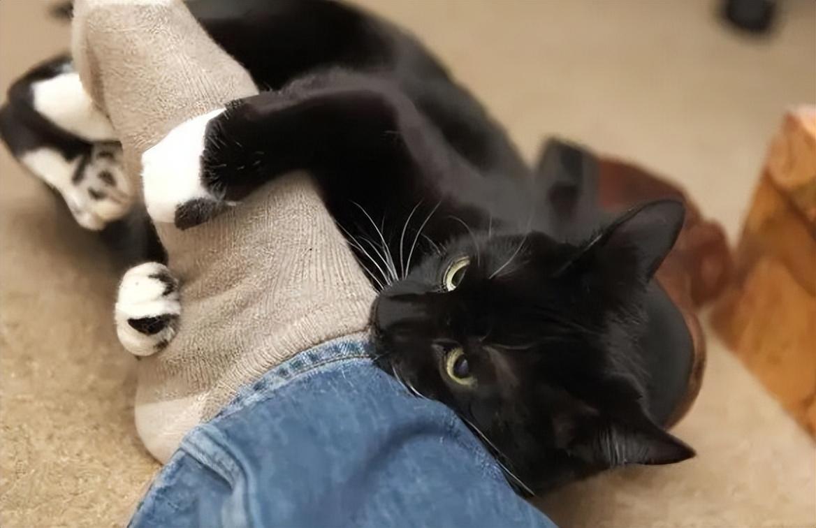 猫睡在枕头旁说明什么(猫咪睡床头和床尾的区别)