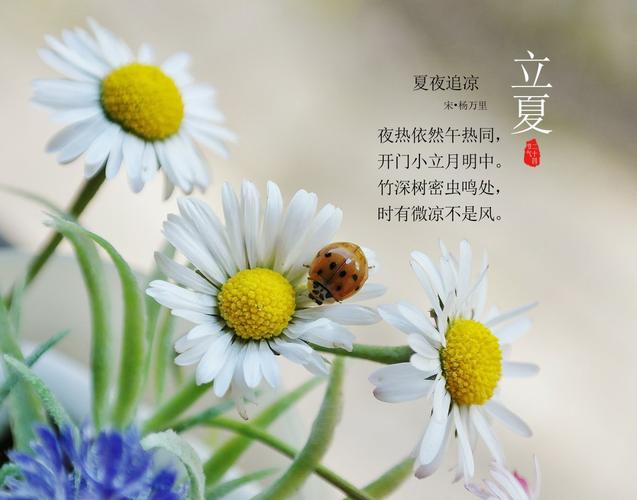 立夏的诗句唯美（描写立夏的唯美诗句）