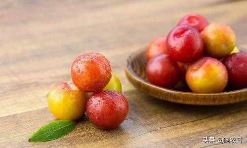 青李子品种有哪些（成熟最早的李子品种介绍）