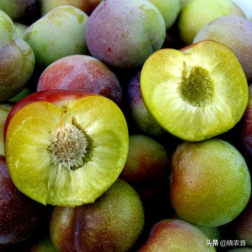 青李子品种有哪些（成熟最早的李子品种介绍）