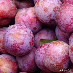 ​青李子品种有哪些（成熟最早的李子品种介绍）