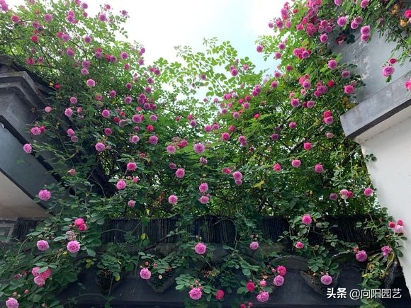 爬藤蔷薇一般需要几年开花（科普关于爬藤蔷薇的知识）