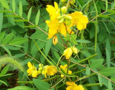 ​宝藏植物“蛇灭门”：毒蛇绕着它“走”，搞养殖的有必要多种些