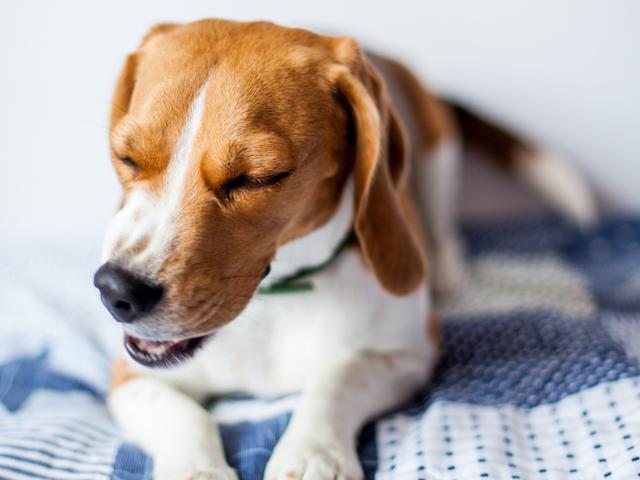 狗狗呼吸异常或咳嗽，有可能是犬瘟、流感、外伤