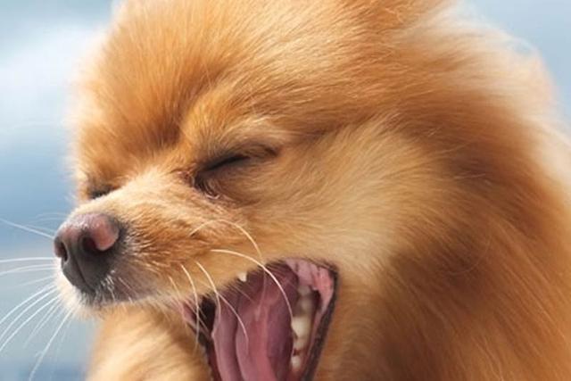 狗狗呼吸异常或咳嗽，有可能是犬瘟、流感、外伤