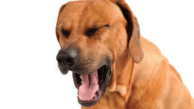 狗狗呼吸异常或咳嗽，有可能是犬瘟、流感、外伤