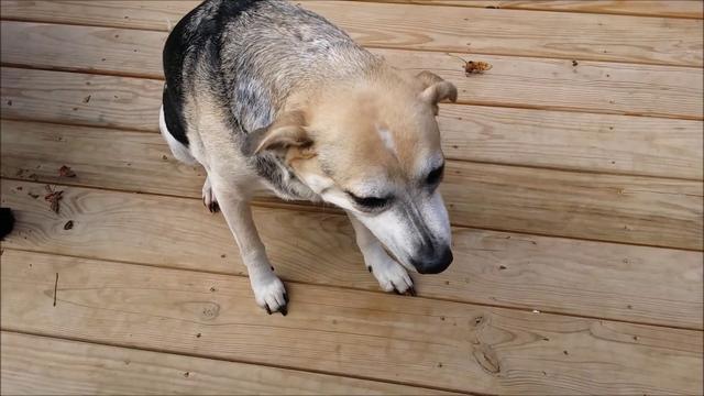 狗狗呼吸异常或咳嗽，有可能是犬瘟、流感、外伤
