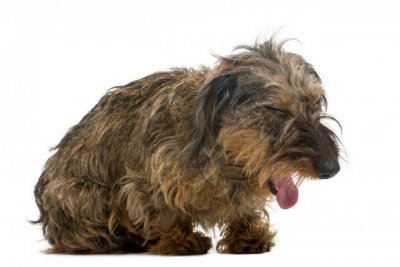 ​狗狗呼吸异常或咳嗽，有可能是犬瘟、流感、外伤
