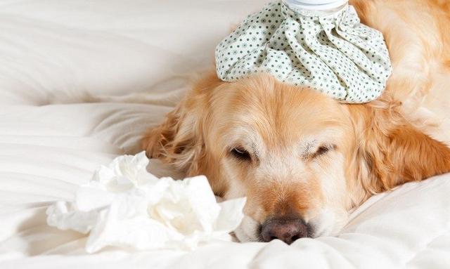狗狗呼吸异常或咳嗽，有可能是犬瘟、流感、外伤