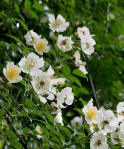 ​野蔷薇花语，黑蔷薇花语？