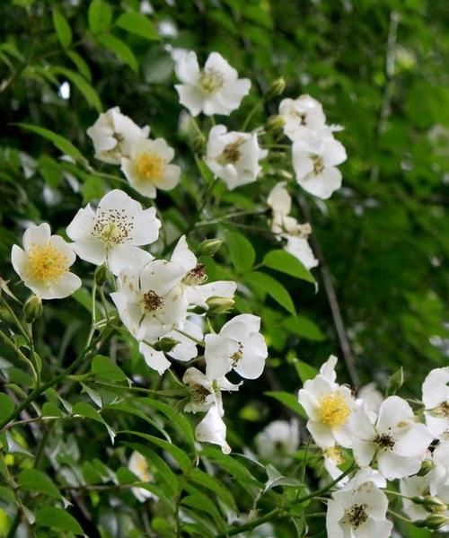 黑蔷薇花语