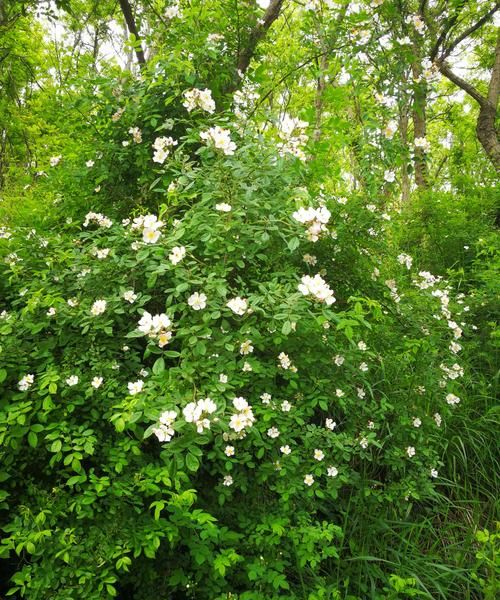 香槟蔷薇花语