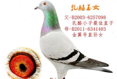 ​正宗奶酪血统信鸽特点，奶酪信鸽的最大特点？