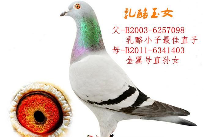 奶酪信鸽的最大特点