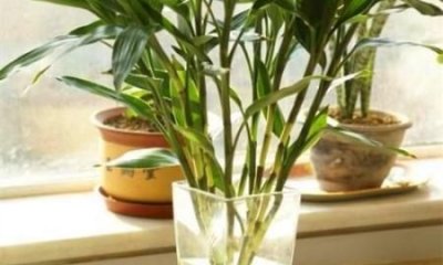 ​竹子是生长速度最快的植物,竹子是生长速度最快的植物蚂蚁庄园今日答案