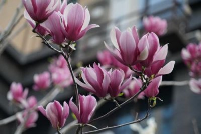 ​玉兰花的记忆 阅读理解答案 玉兰花的记忆人生启示