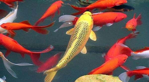 锦鲤是什么梗,好运锦鲤是什么意思图4