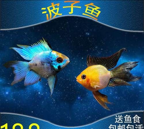 金波子鱼鱼缸一直开灯吗