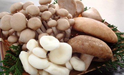​鸡腿菇与杏鲍菇区别图片 它们之间有什么不同