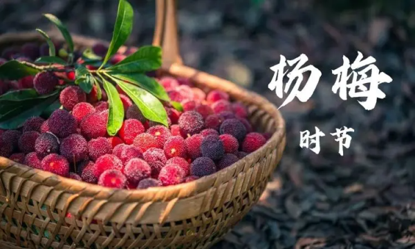杨梅冷冻后怎么吃,冻杨梅要怎么做好吃窍门图2