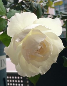 ​心之水滴月季优缺点介绍（灌木状月季花心之水滴什么香味）