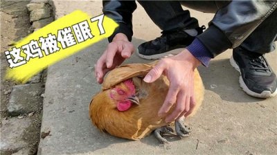 ​鸡被催眠醒后会怎么样 鸡真的会被催眠吗