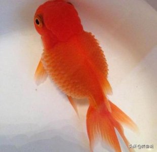 ​金鱼肚子鼓鼓的怎么回事（观赏鱼腹部变大不消咋办）