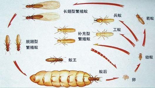 白蚁习性和危害（为什么白蚁难以根除）(2)