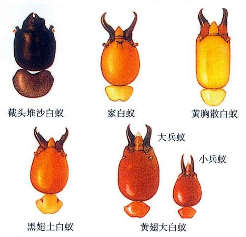 白蚁习性和危害（为什么白蚁难以根除）(3)