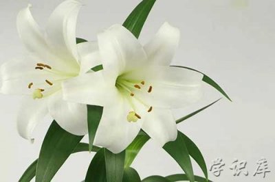 ​百合花的花语和寓意