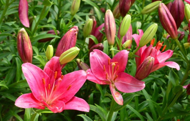 北方庭院耐寒观赏花树（北方花园必养的6种花）