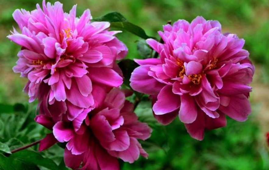 北方庭院耐寒观赏花树（北方花园必养的6种花）