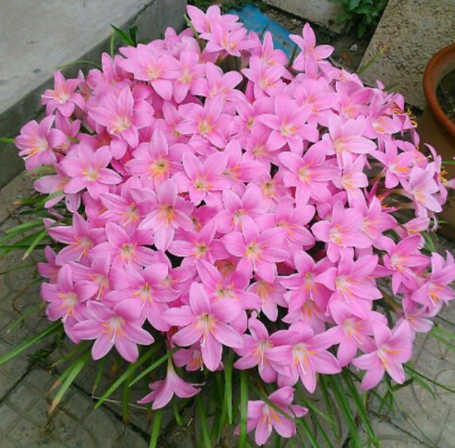 北方庭院耐寒观赏花树（北方花园必养的6种花）