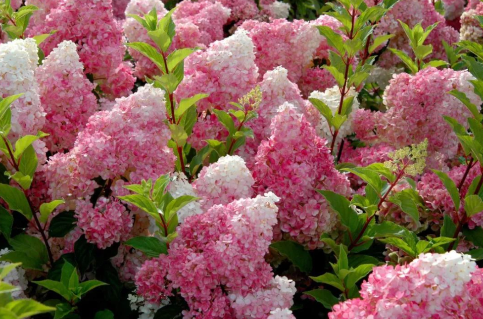 北方庭院耐寒观赏花树（北方花园必养的6种花）