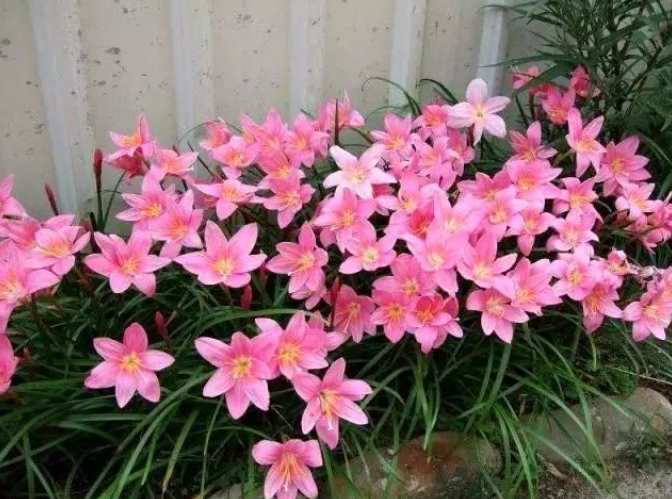 北方庭院耐寒观赏花树（北方花园必养的6种花）